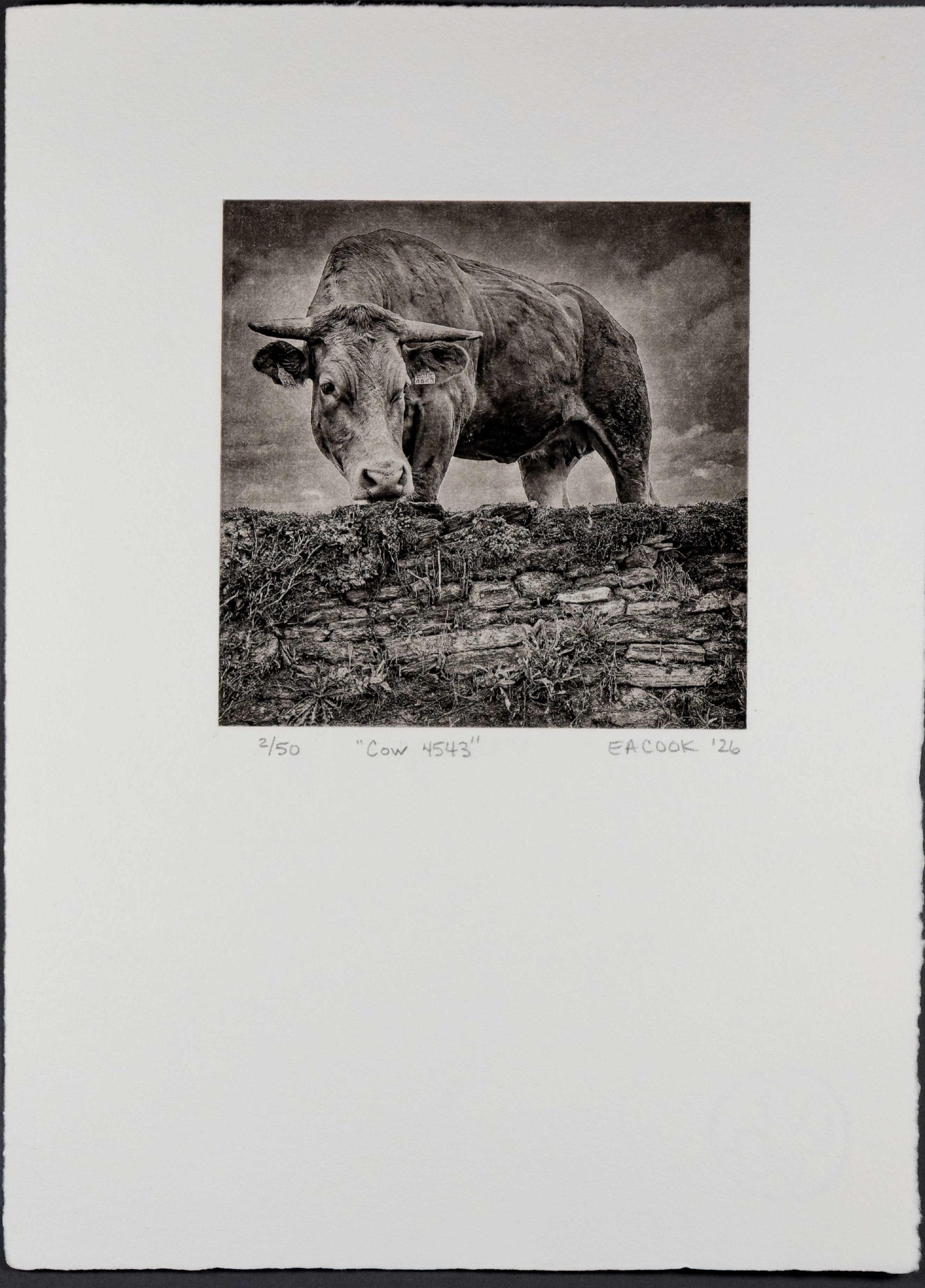 Vaca 4543