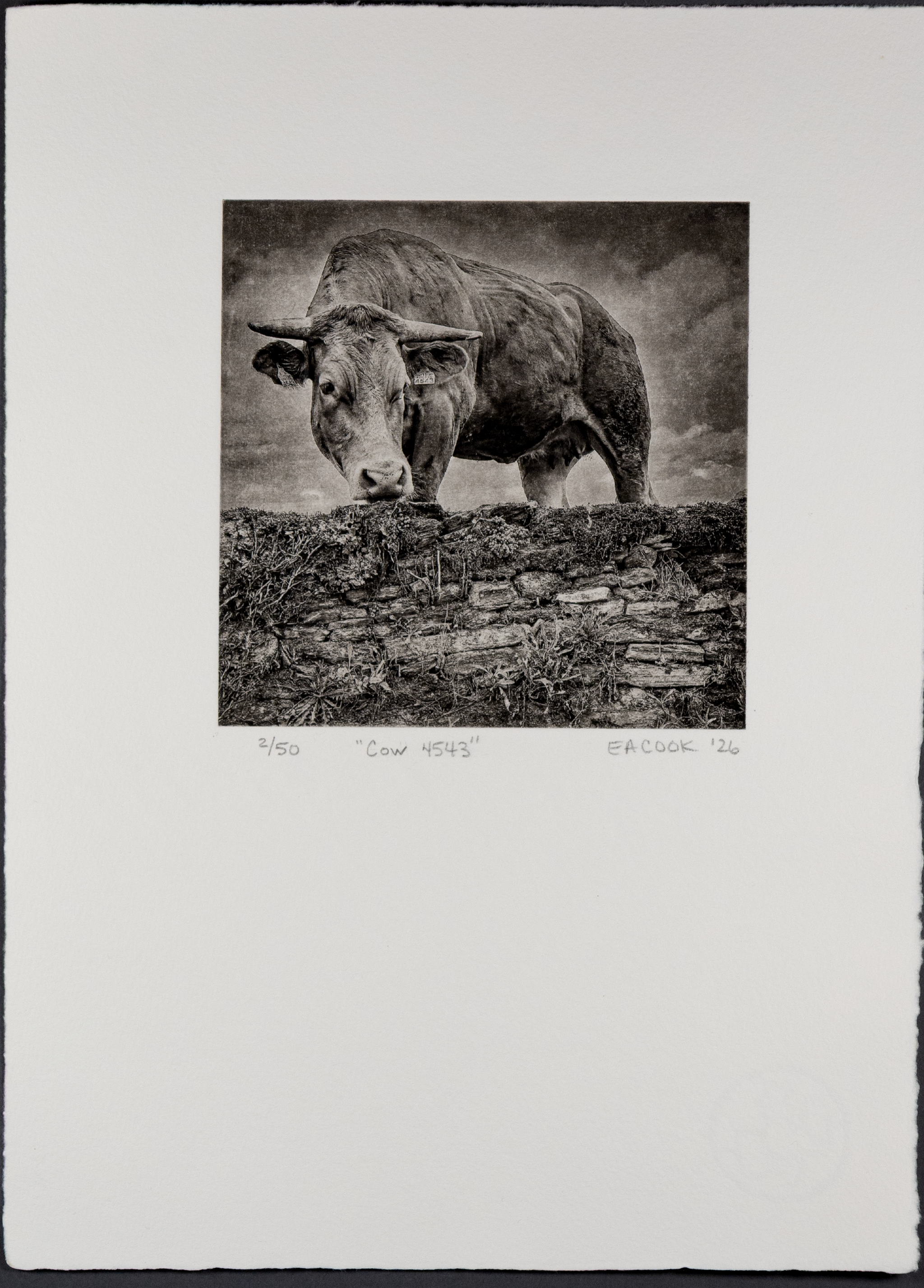 Vaca 4543