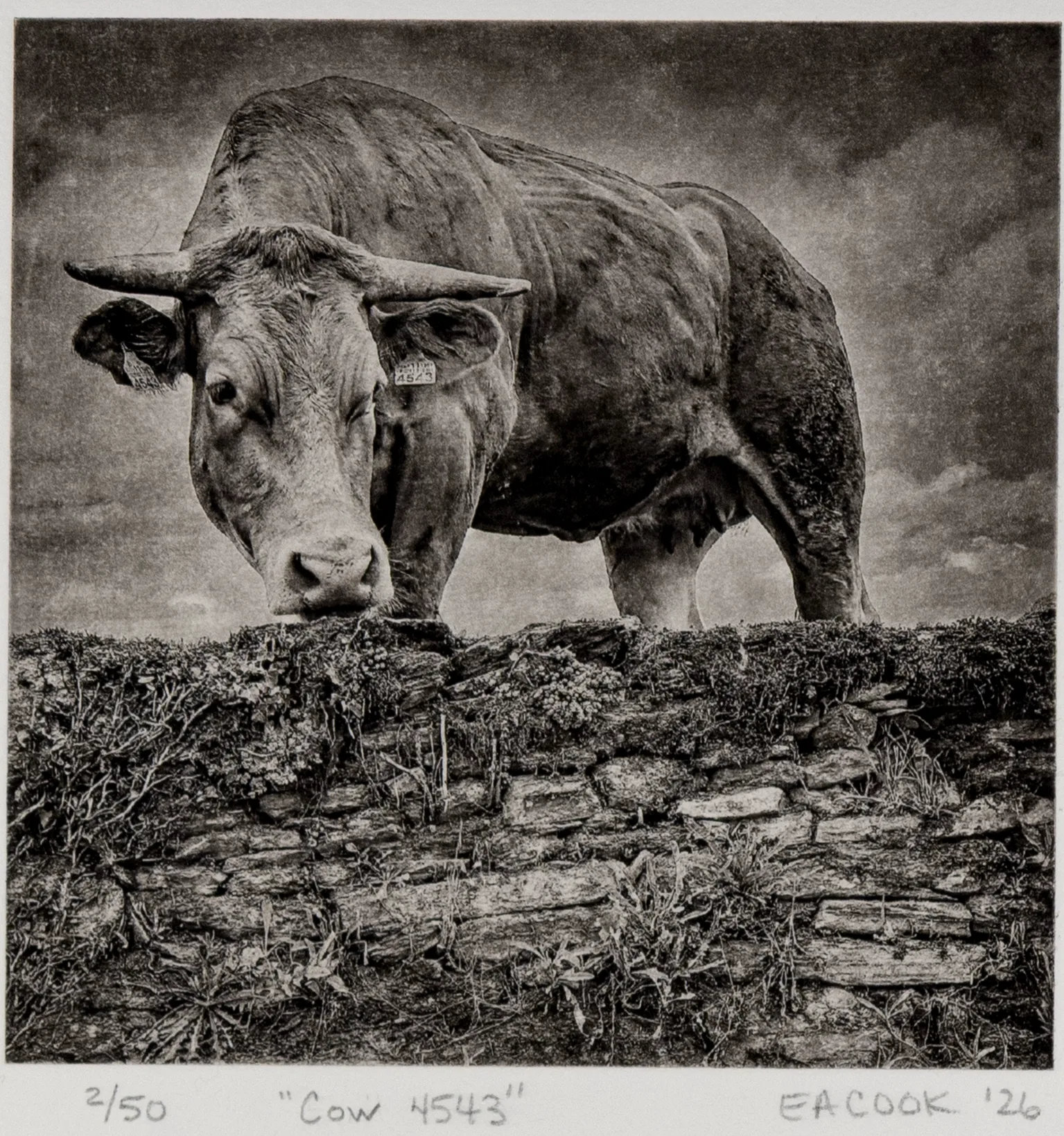 A cow stares down from a pasture