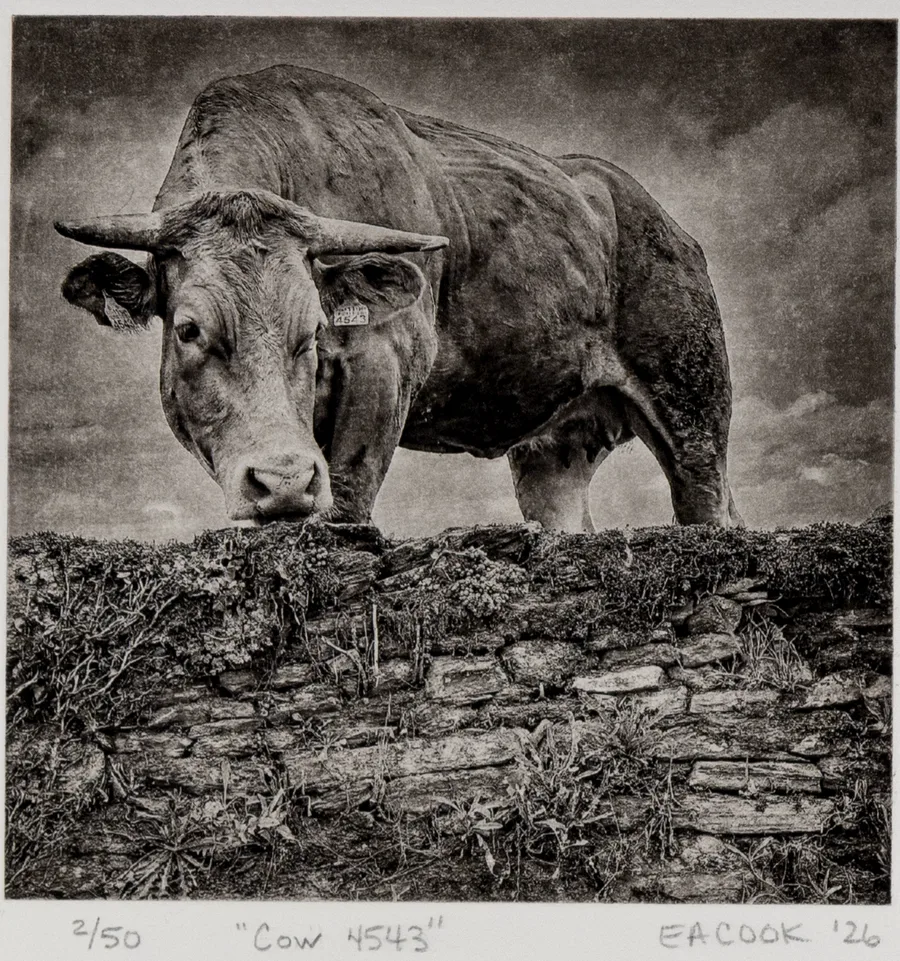 A cow stares down from a pasture