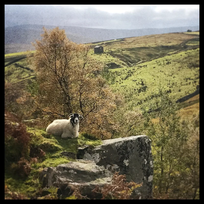 A sheep rests on a rock in a hillside landscape with patches of grass, trees, and a distant building.