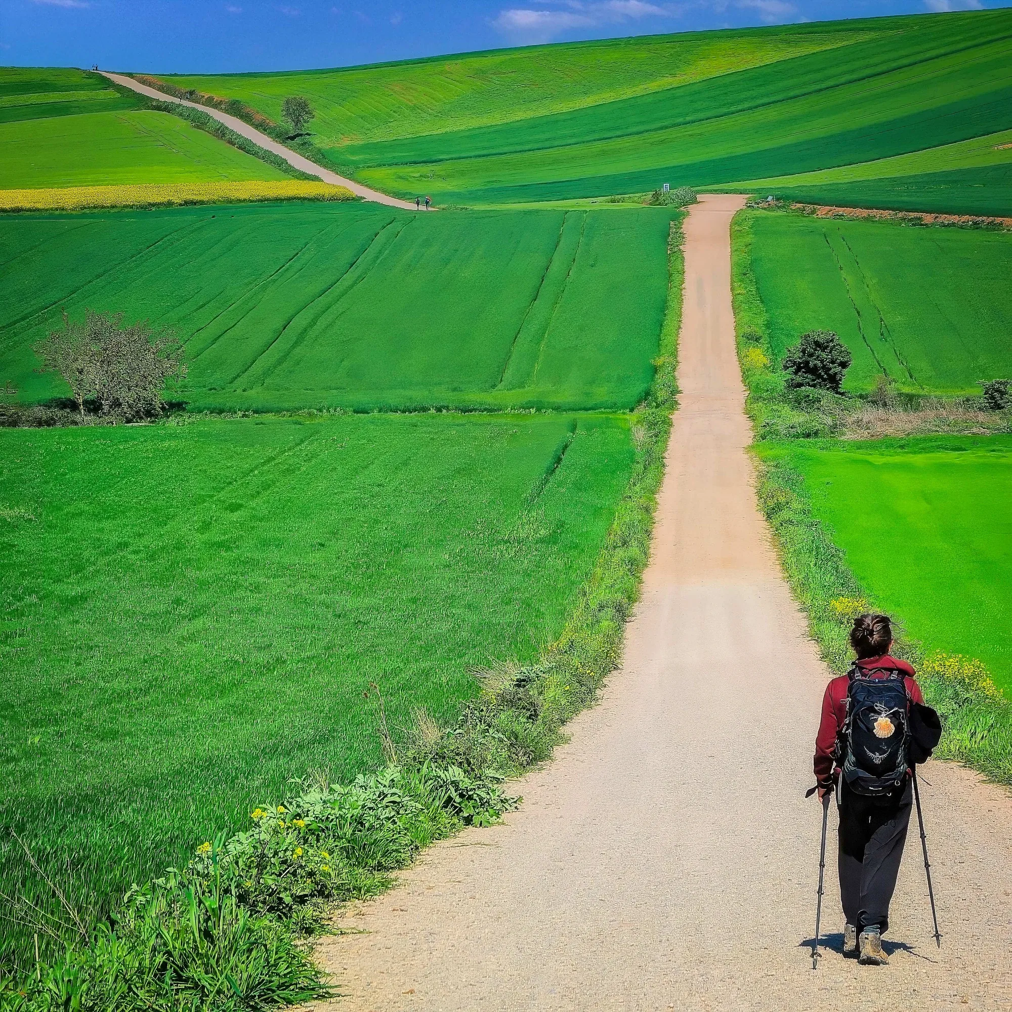 A pilgrim with a scallop-shell backpack walking a dirt path winding through rolling green fields on the Camino de Santiago