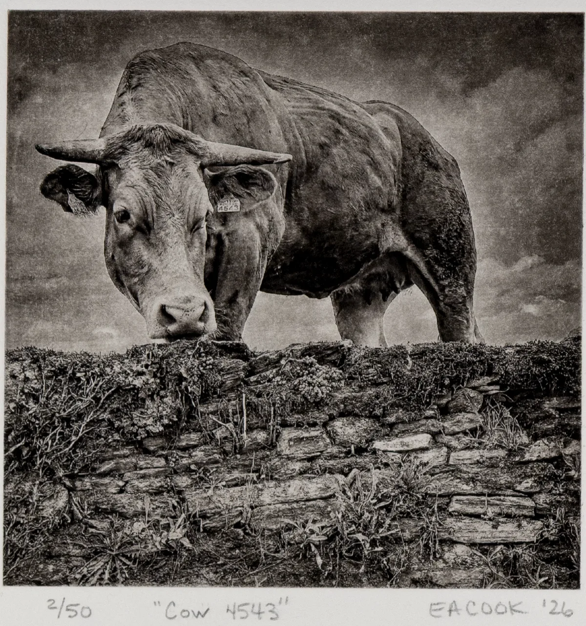 "Cow 4543" Fine Art Etching l Camino Sapiens