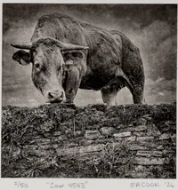 "Cow 4543" Fine Art Etching l Camino Sapiens