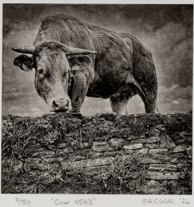 "Cow 4543" Fine Art Etching l Camino Sapiens