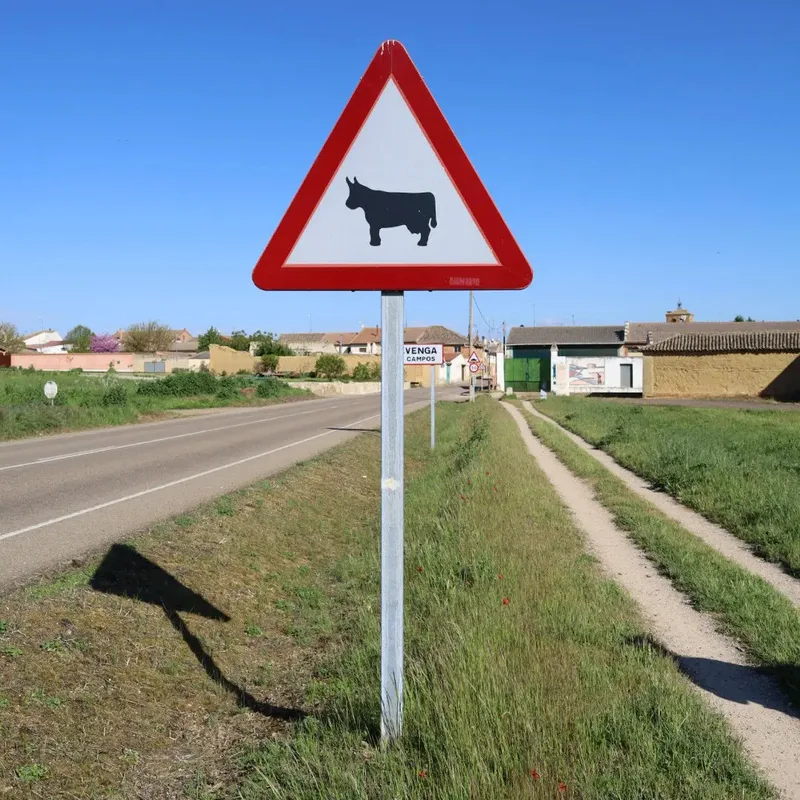 A triangular traffic sign with a black cow silhouette on a rural road beside grassy fields and houses.
