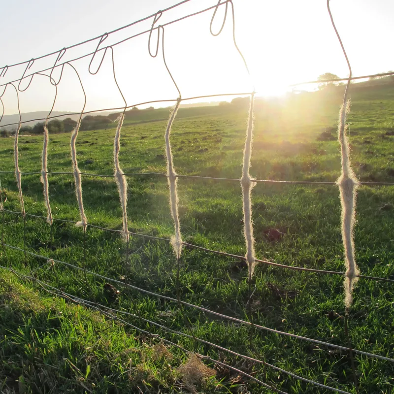 A barbed wire fence with tufts of grass in a green field, illuminated by the morning sun.