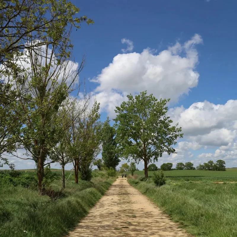 Dirt path lined with trees and grass under a blue sky with clouds, leading into the distance.