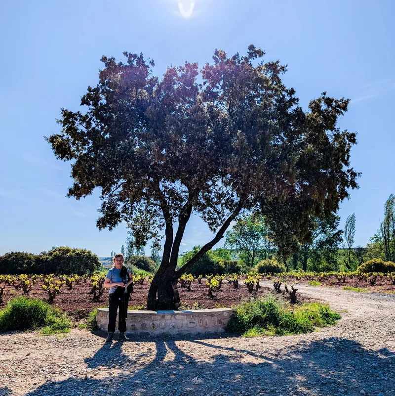 A person stands beside a tree on a dirt path, with vineyards in the background under a blue sky.