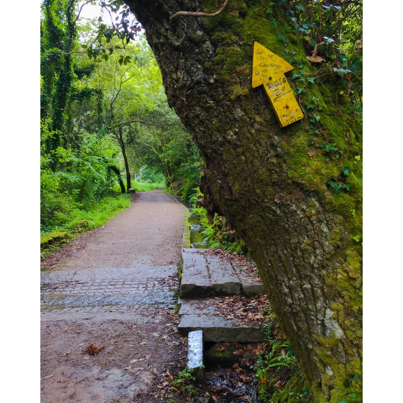 A dirt path surrounded by greenery, with a mossy tree on the side and a yellow directional sign affixed to it.