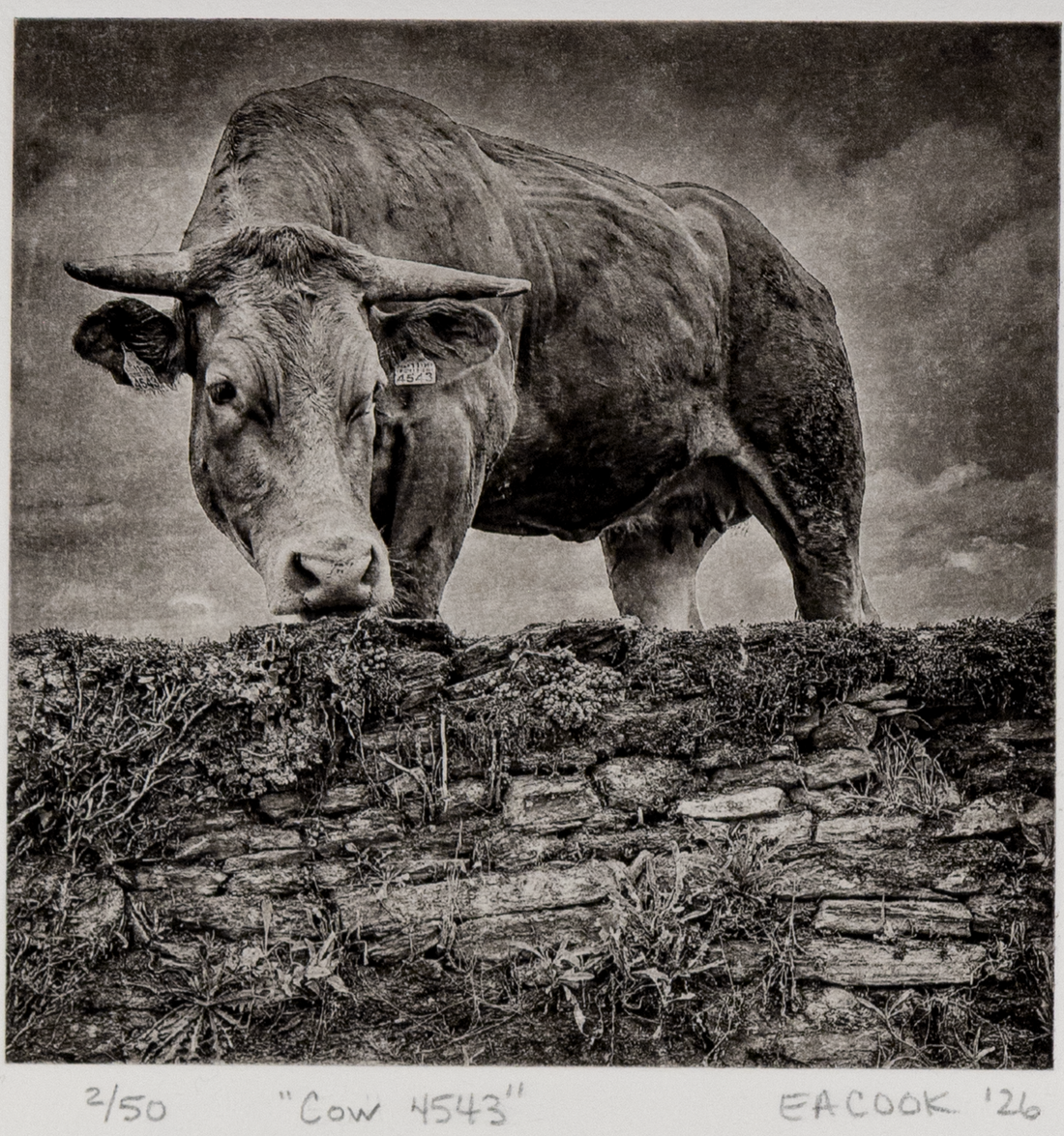 Cow 4543 and Lessons from the Camino (Etching Available)