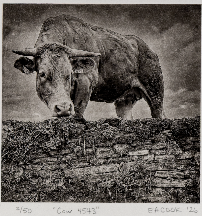 Cow 4543 and Lessons from the Camino (Etching Available)