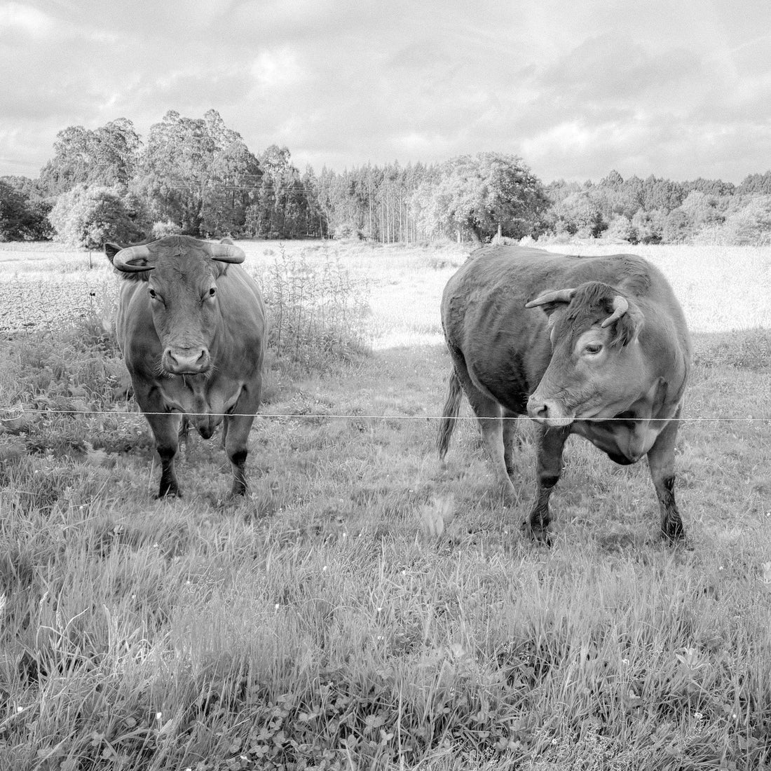 Cows on the Camino: Companions of the Quiet Path