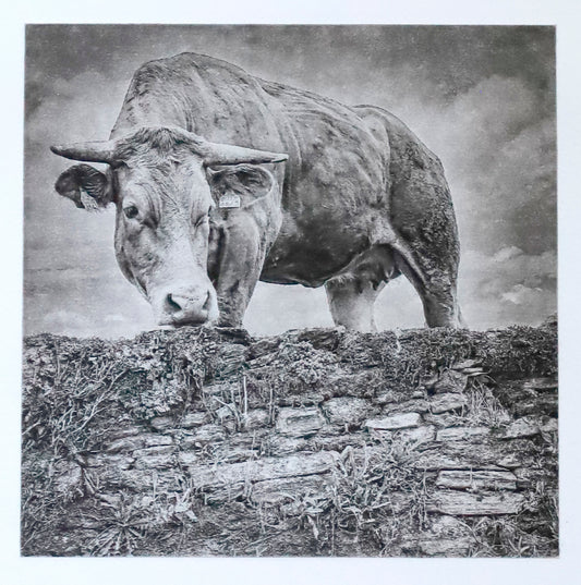 Vaca 4543