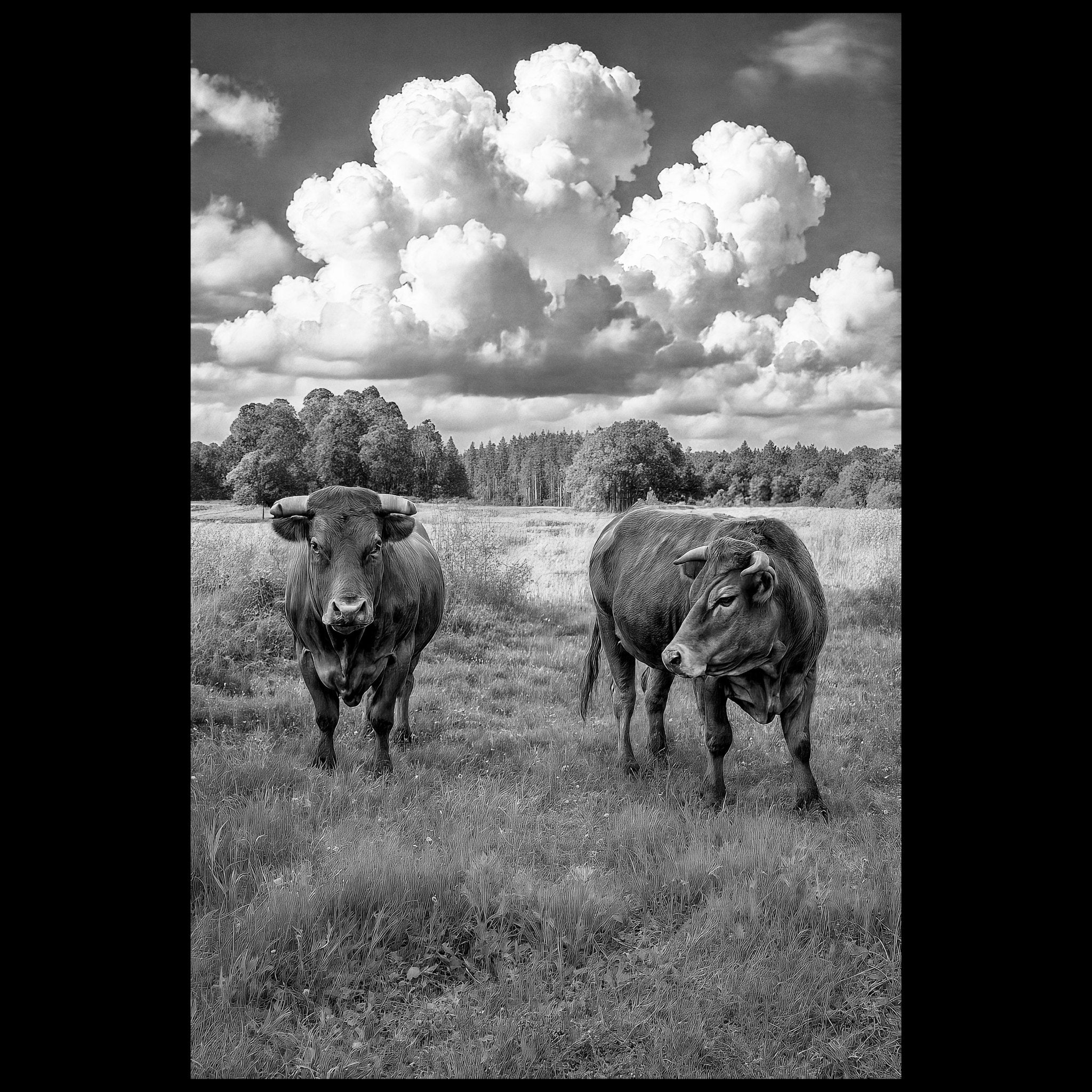 This cow seemed as interested in what I was thinking as I was about it.  And the other one looked bored with Pilgrims.