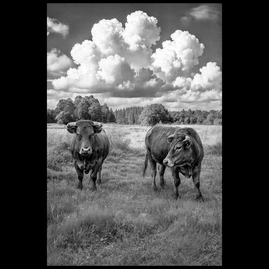 This cow seemed as interested in what I was thinking as I was about it.  And the other one looked bored with Pilgrims.