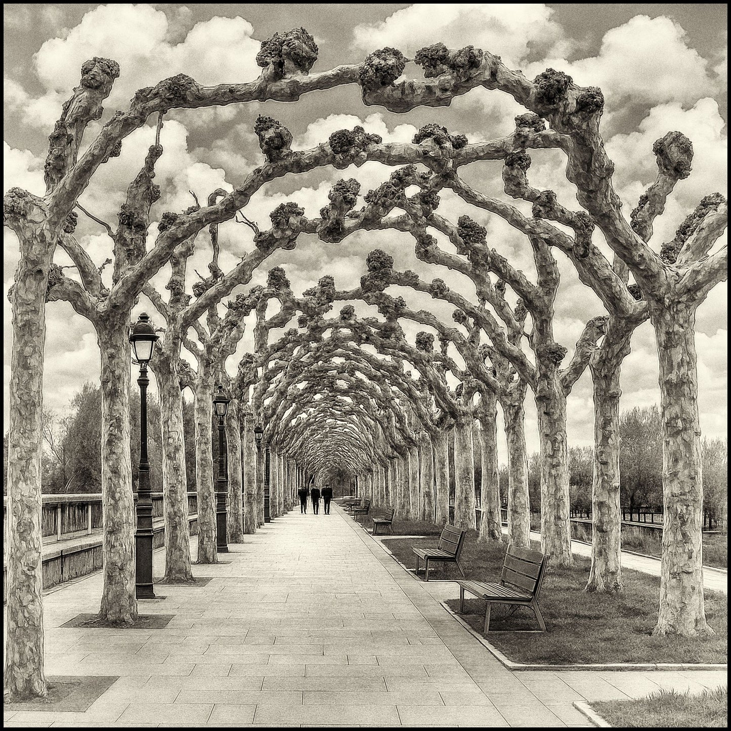 Spanish Sycamore in Burgos