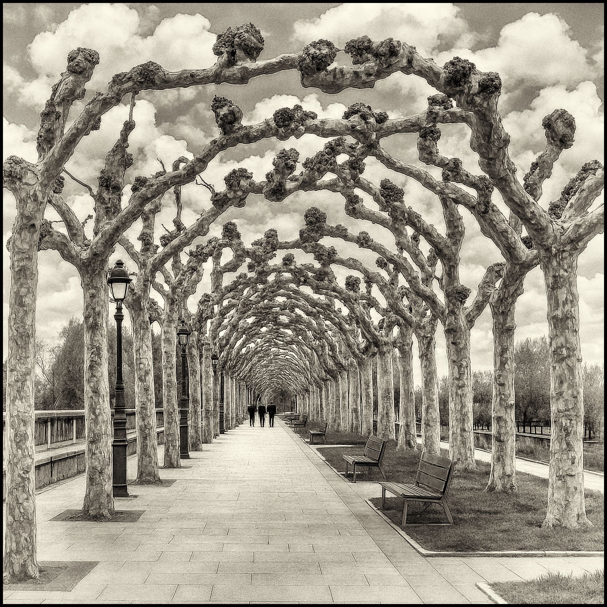 Spanish Sycamore in Burgos