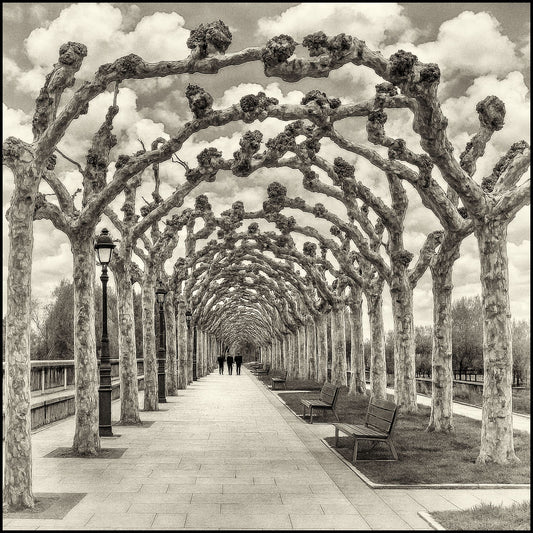 Spanish Sycamore in Burgos